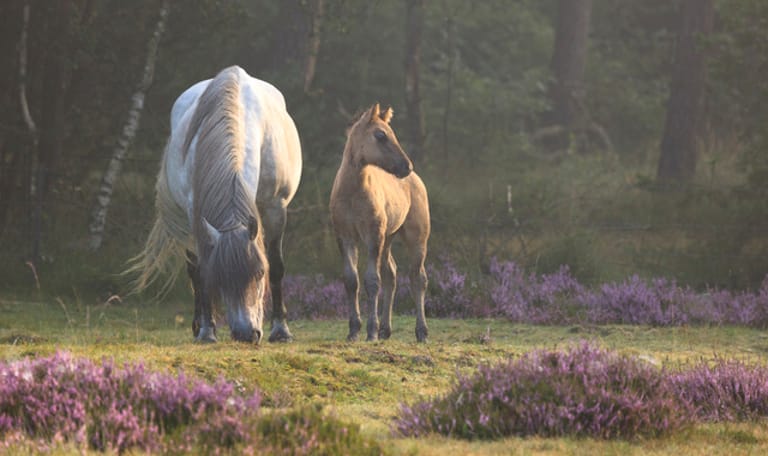 IJslandse paarden in de natuur