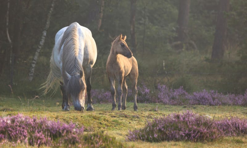 IJslandse paarden in de natuur