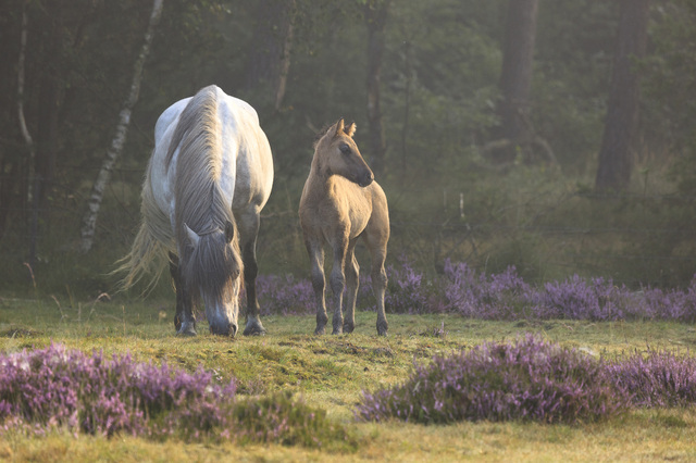 OERRR (8-12 jaar) IJslandse Paarden