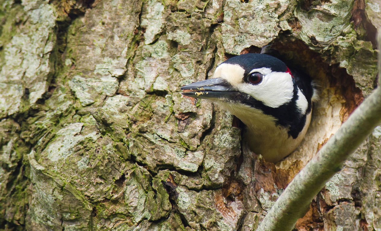 De specht – kenmerken, leefgebied & herkenbaar gedrag | Natuurmonumenten