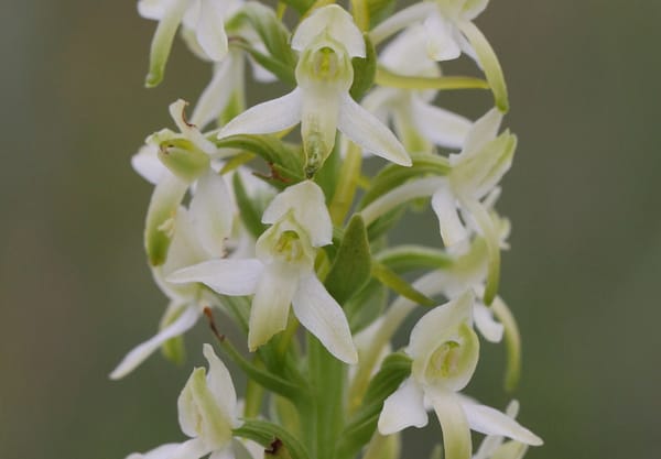 Welriekende nachtorchis