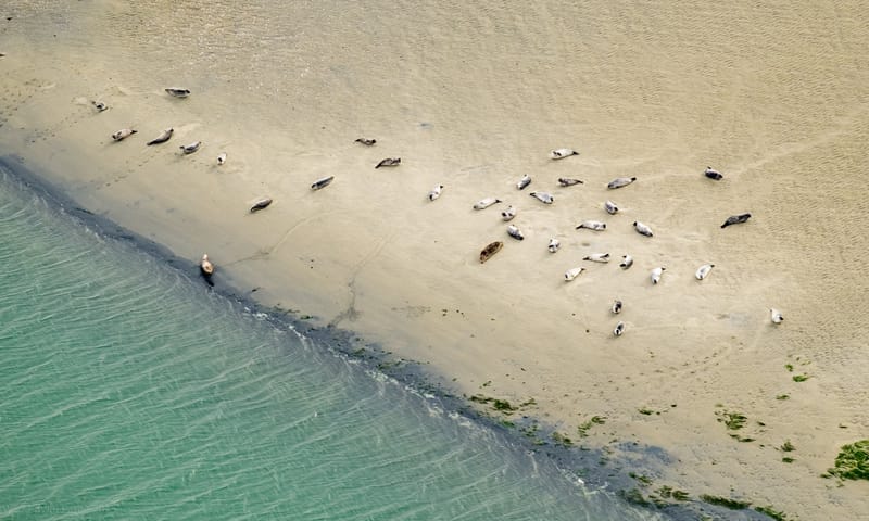 Zeehonden Roggenplaat