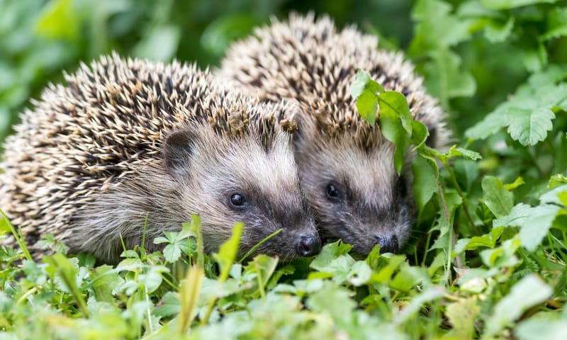 Twee jonge egels in het gras