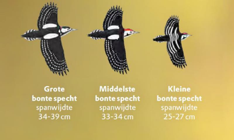 Bonte spechten