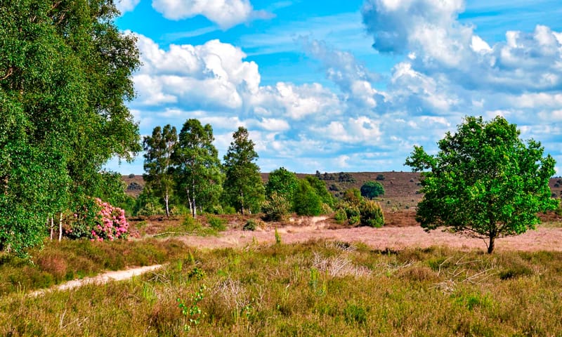 Sallandse Heuvelrug met uitgestrekte vergezichten heide bos en bloeiende rododendrons