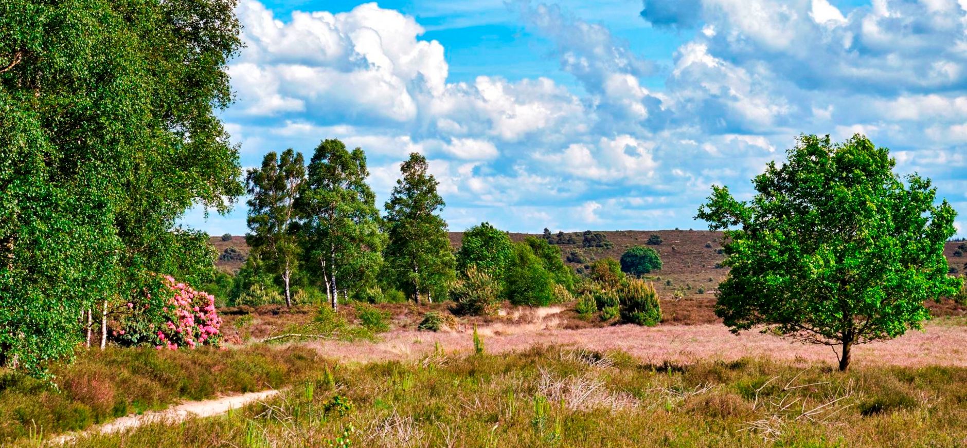 Sallandse Heuvelrug met uitgestrekte vergezichten heide bos en bloeiende rododendrons