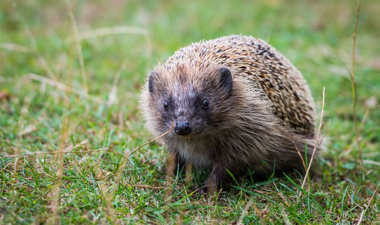 Egel in het gras