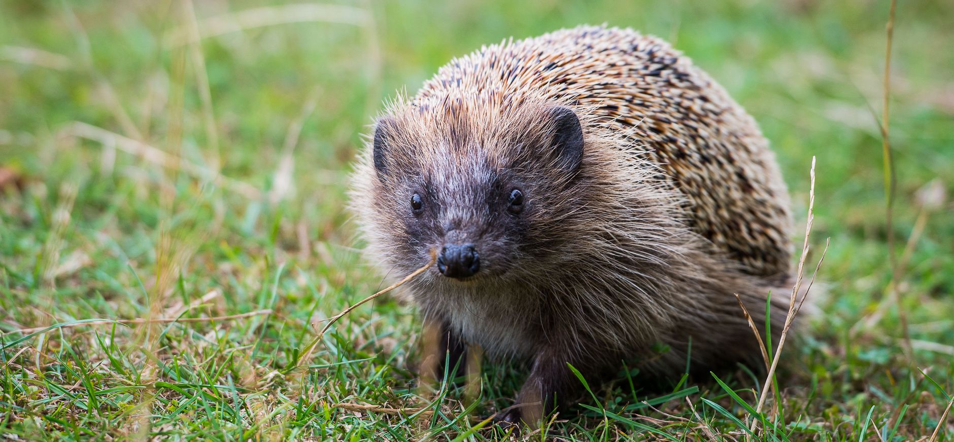 Egel in het gras