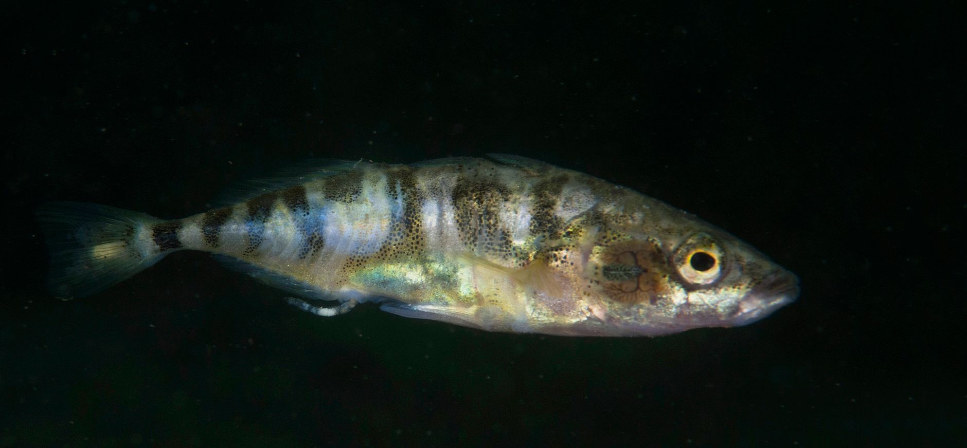 Driedoornige stekelbaars