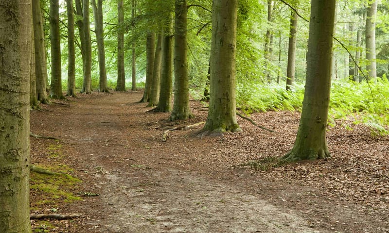 Enzerinck