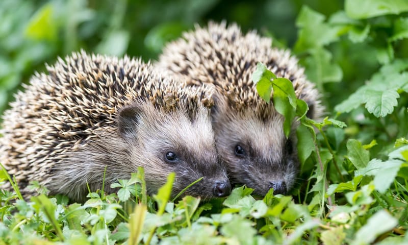 Twee jonge egels in het gras
