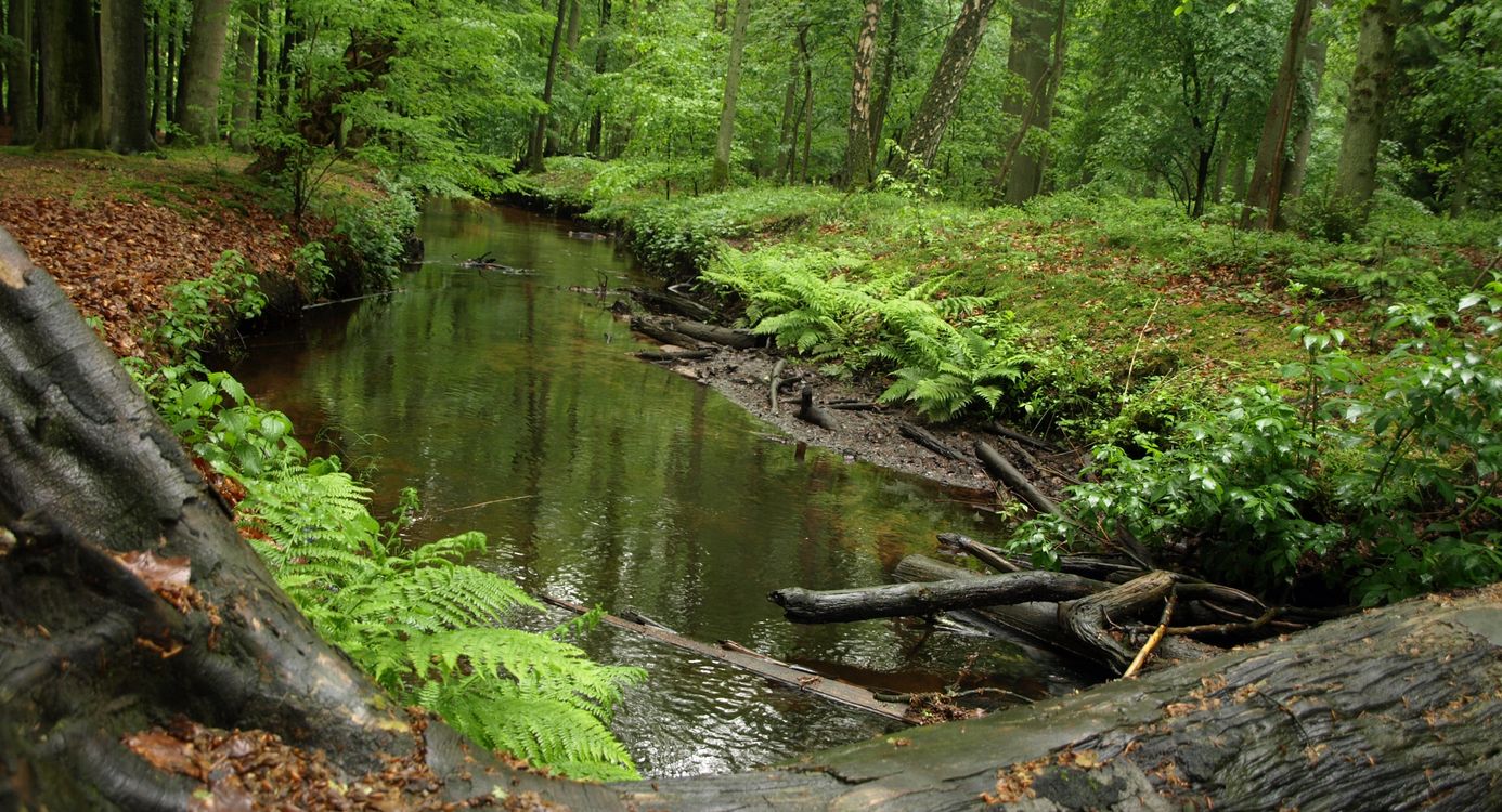Leuvenumse beek voorjaar