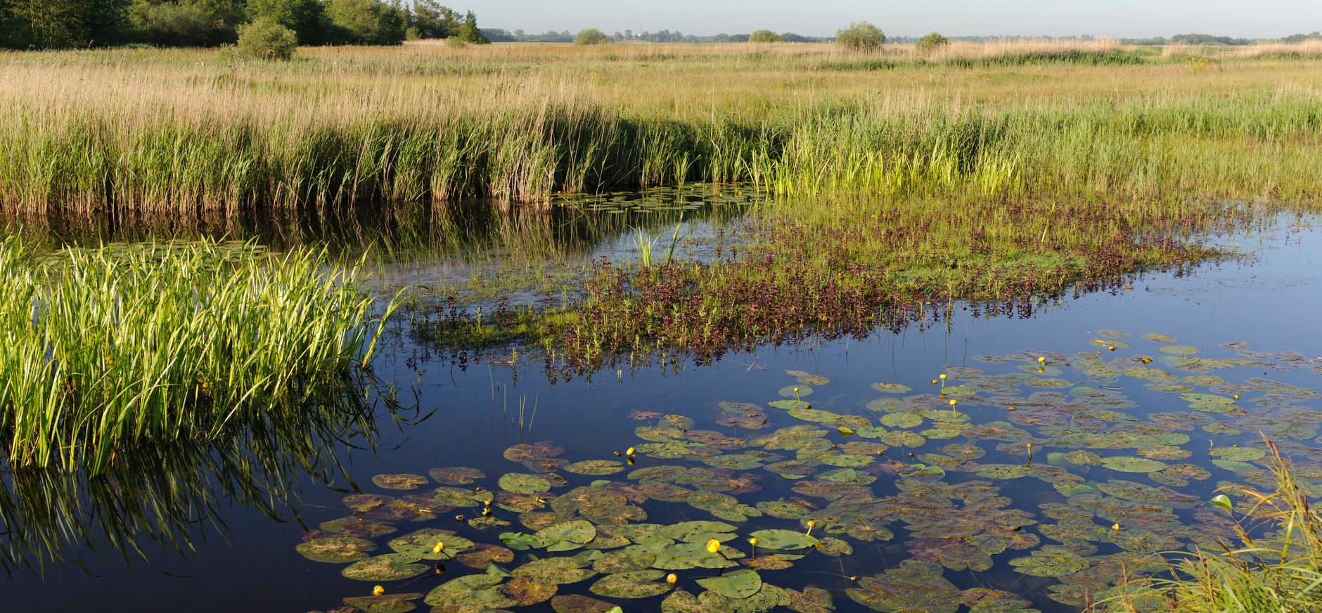 Oostelijke binnenpolder Tienhoven