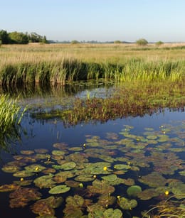 Oostelijke binnenpolder Tienhoven