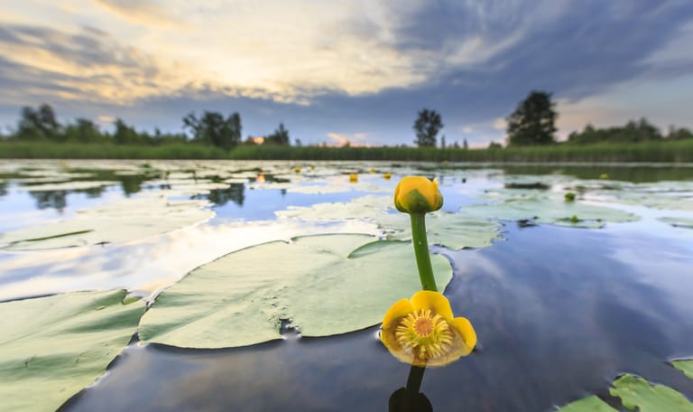 vaartocht nationaal park Weerribben-Wieden avondlicht