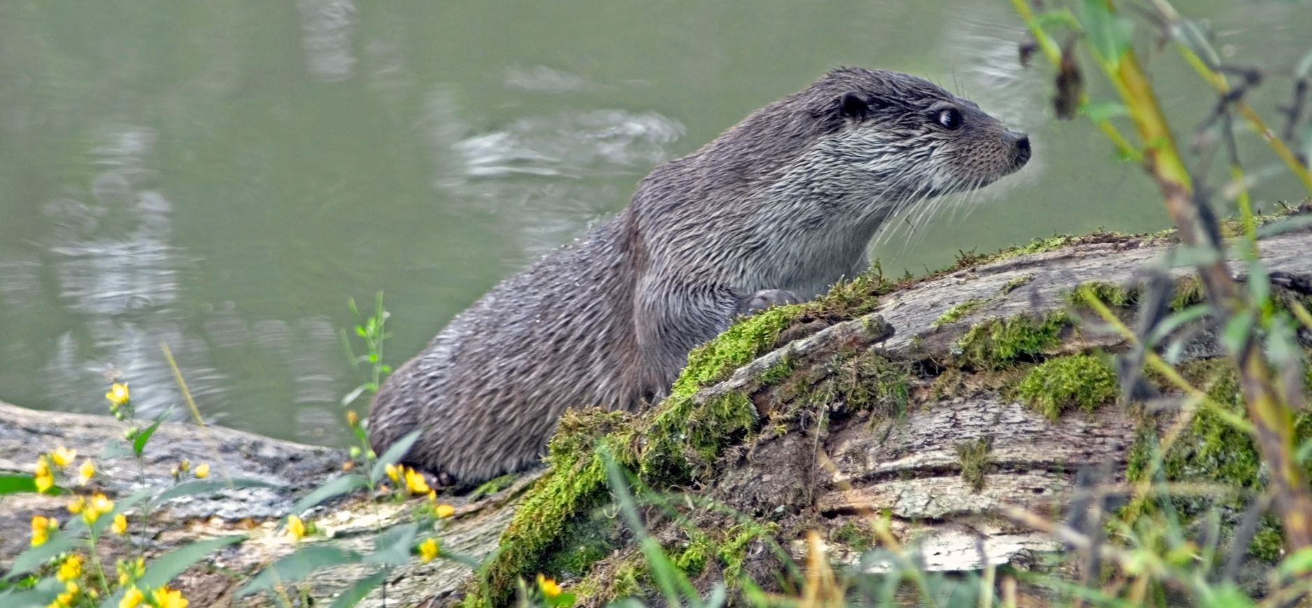 otter