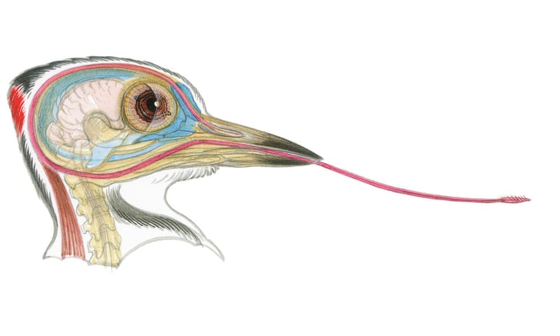 Hoe ziet een specht eruit?