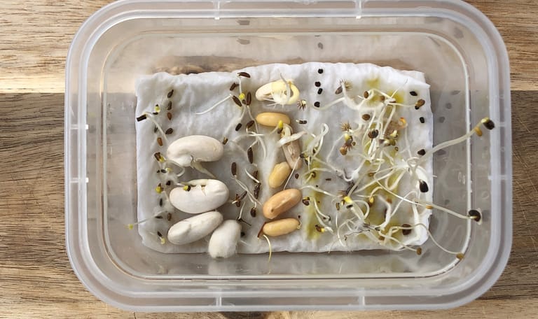 Check of bloemzaadjes ontkiemen