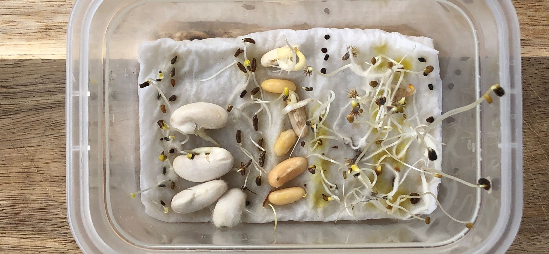 Check of bloemzaadjes ontkiemen