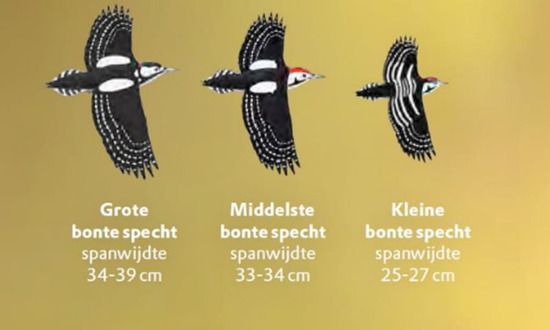 Bonte spechten