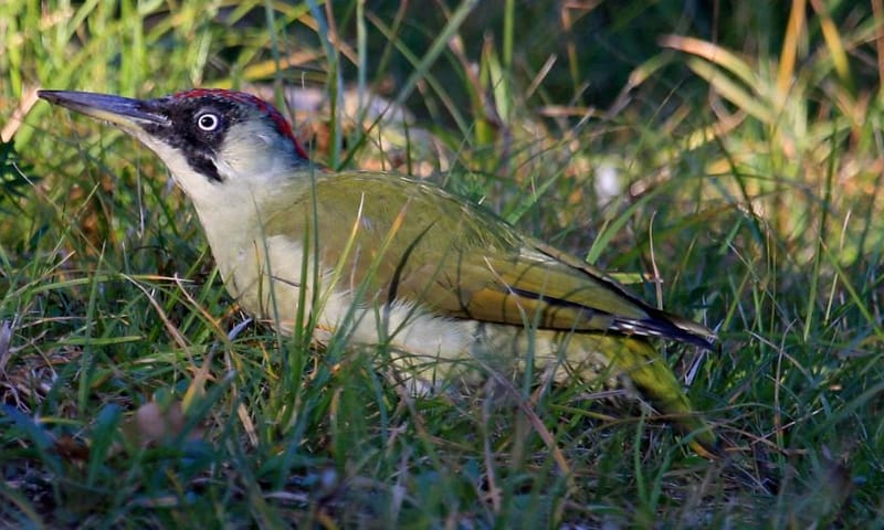 Groene specht