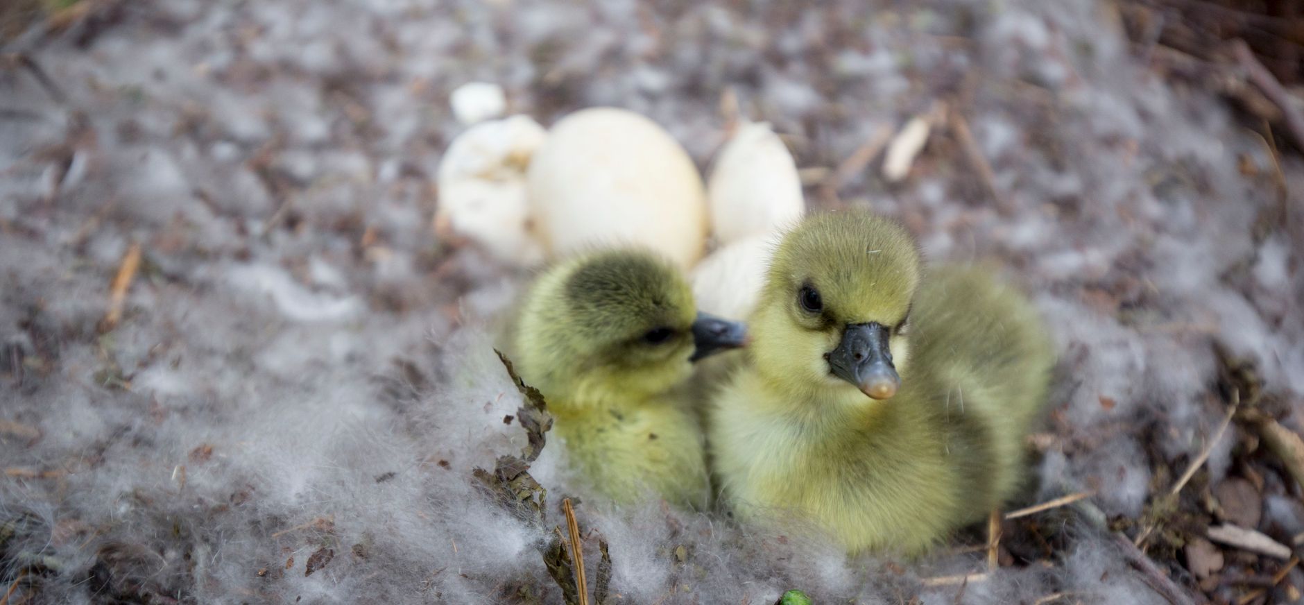 nest wilde eend