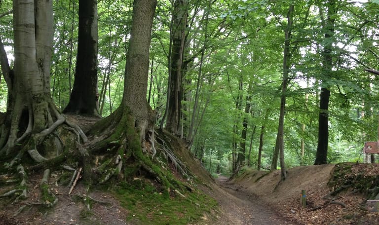 Stammenderbos