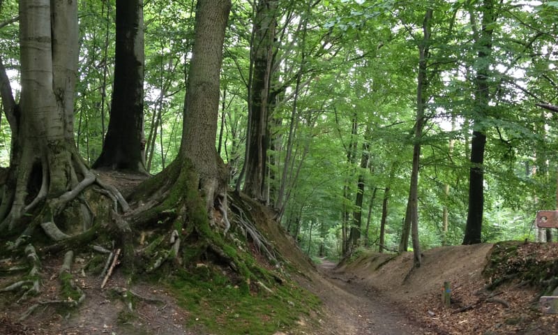 Stammenderbos