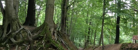 Stammenderbos