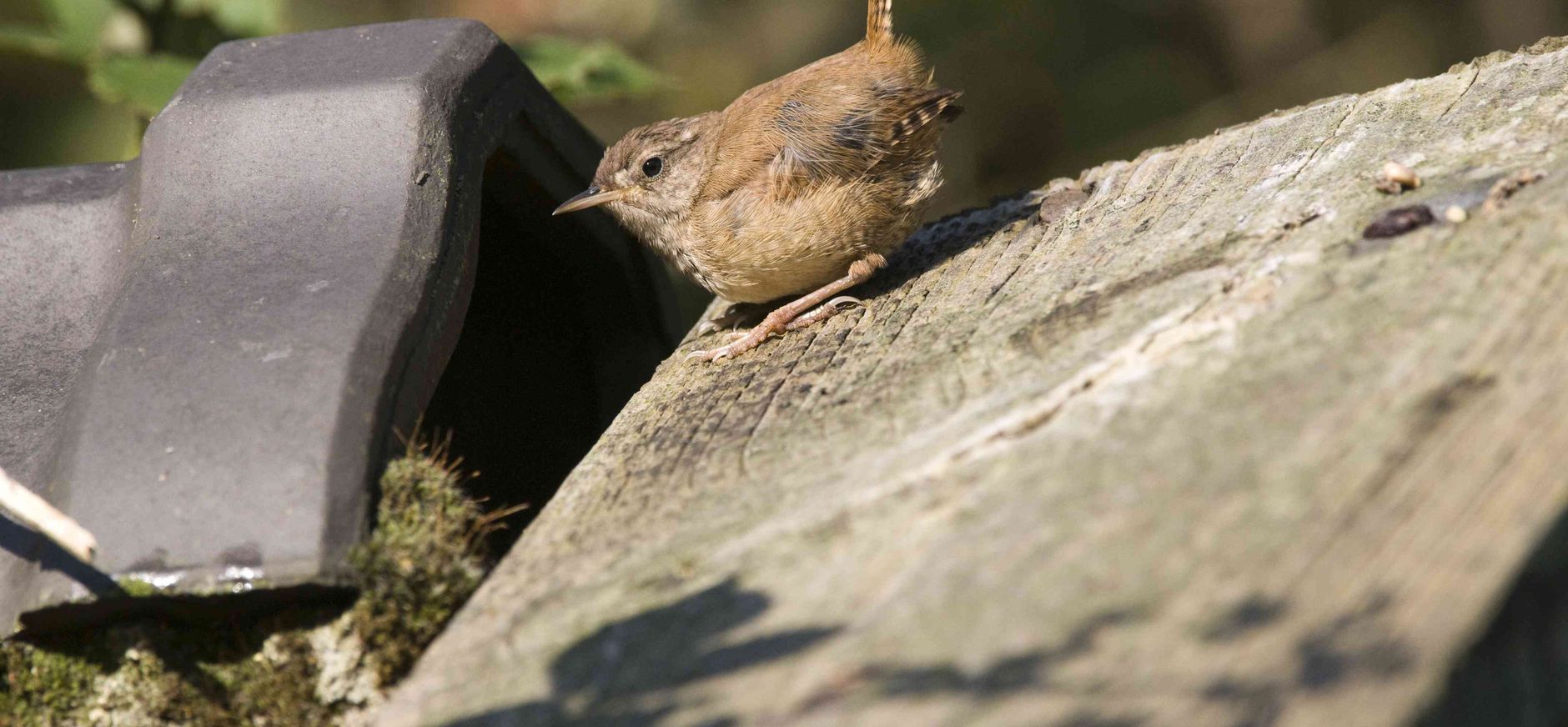 Winterkoning in tuin