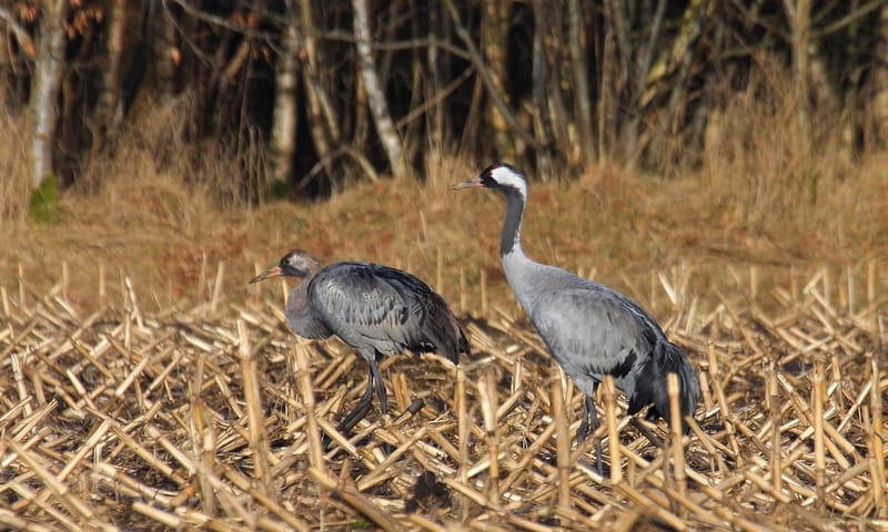 Kraanvogels in het veld