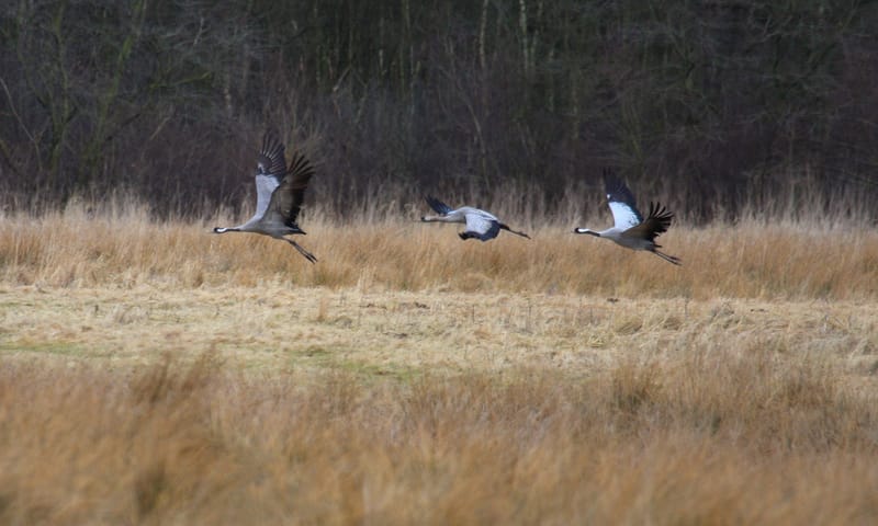Kraanvogels vliegen op
