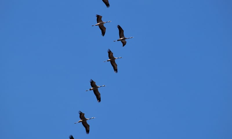 Vliegende kraanvogels