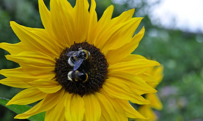 Aardhommel op zonnebloem in tuin