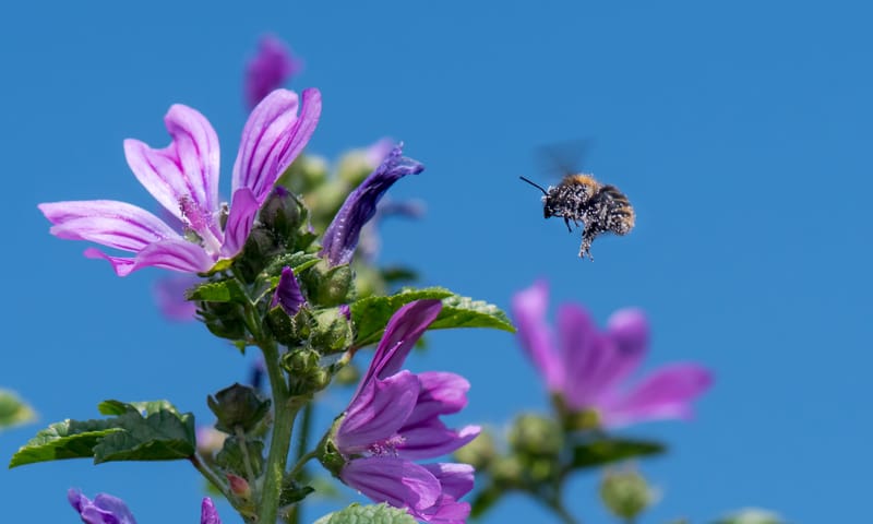 Akkerhommel op kaasjeskruid