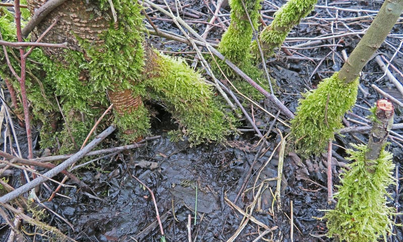 Moerassnavelmos in elzen-wilgenbroekbosje Beekbergerwoud