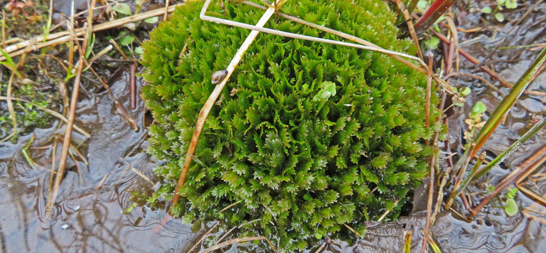Beekbergerwoud vondst zeldzaam groot vedermos