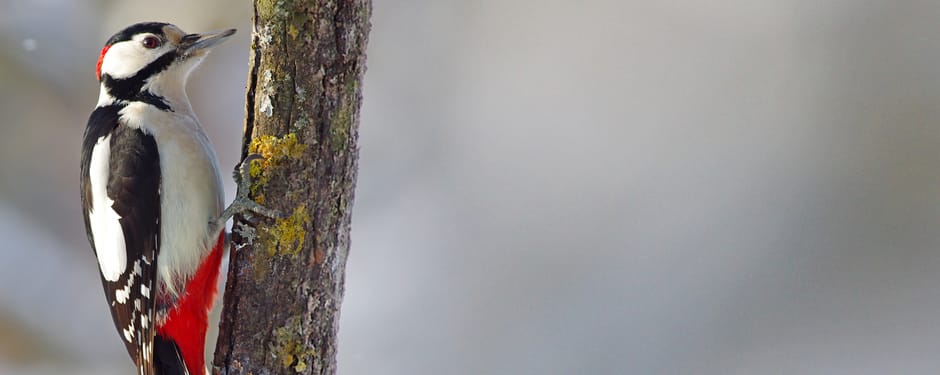 Campagnebeeld OERRR landingspagina Ga voor groei