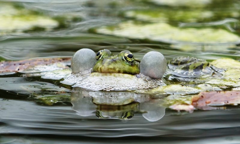 Groene kikker kwaakt