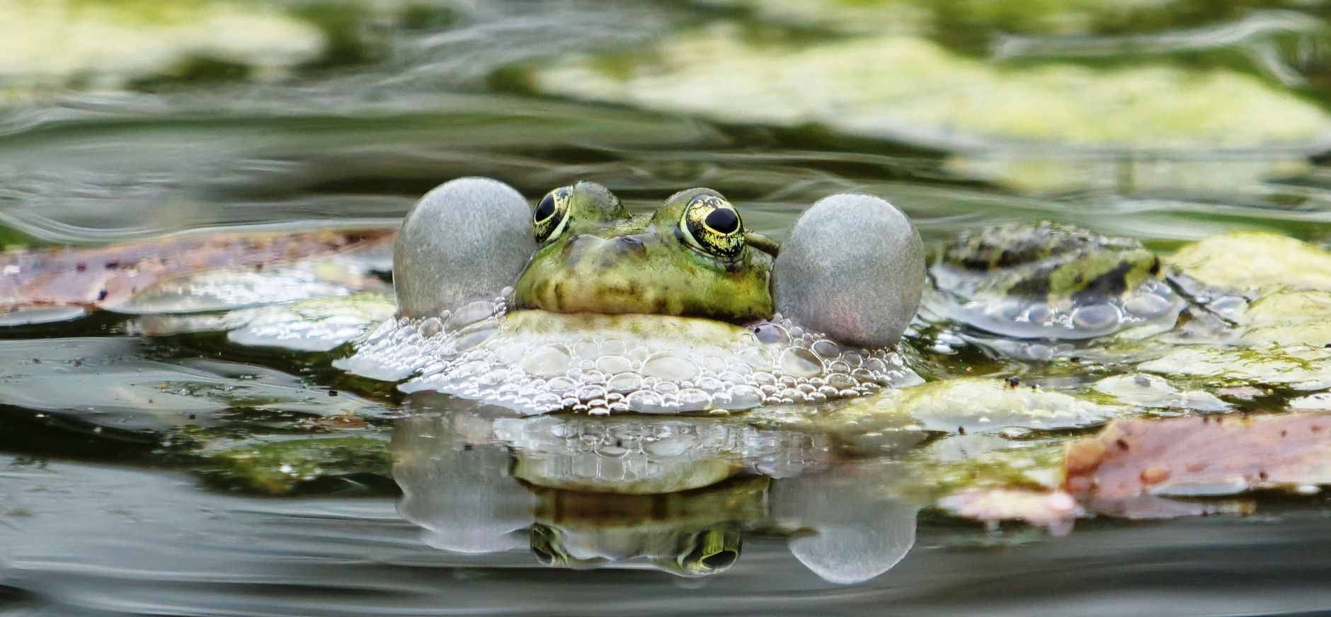 Groene kikker kwaakt