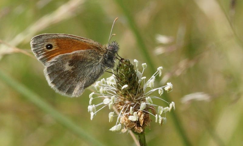 Hooibeestje op weegbree