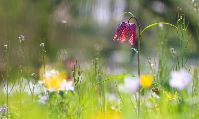 Kievitsbloem Geurt Besselink