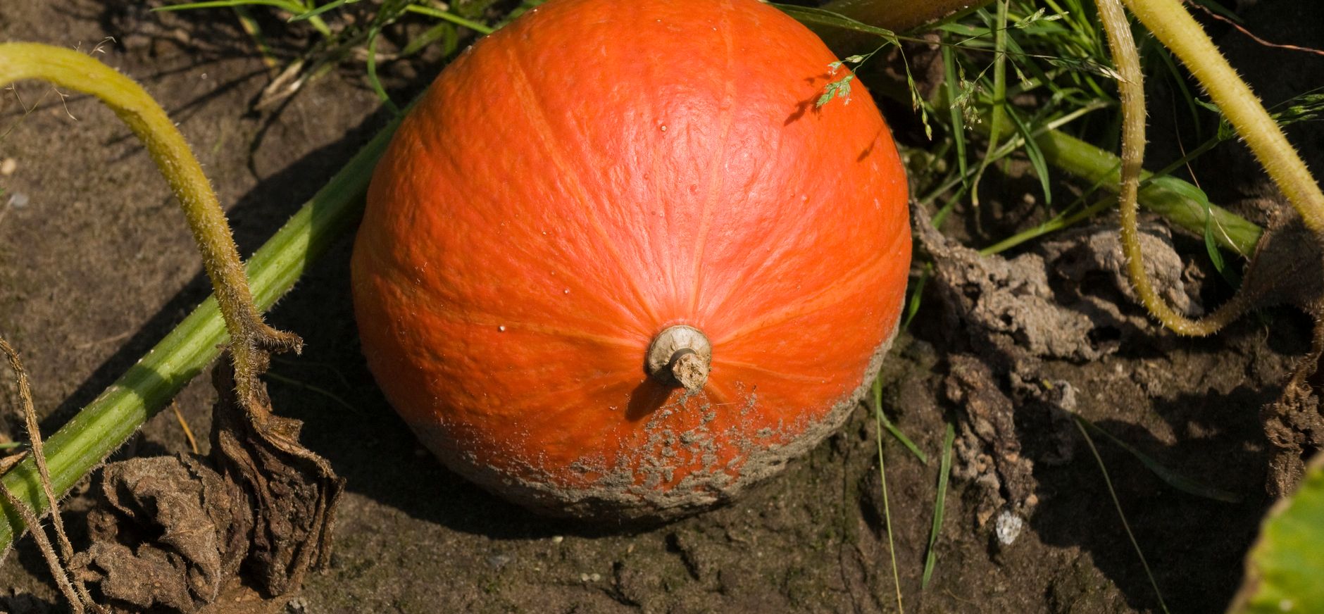 pompoenen