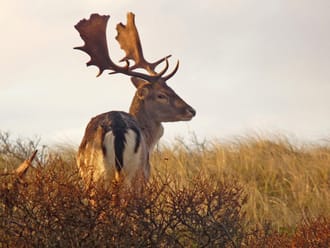 Zeepeduinen en Slot Haamstede
