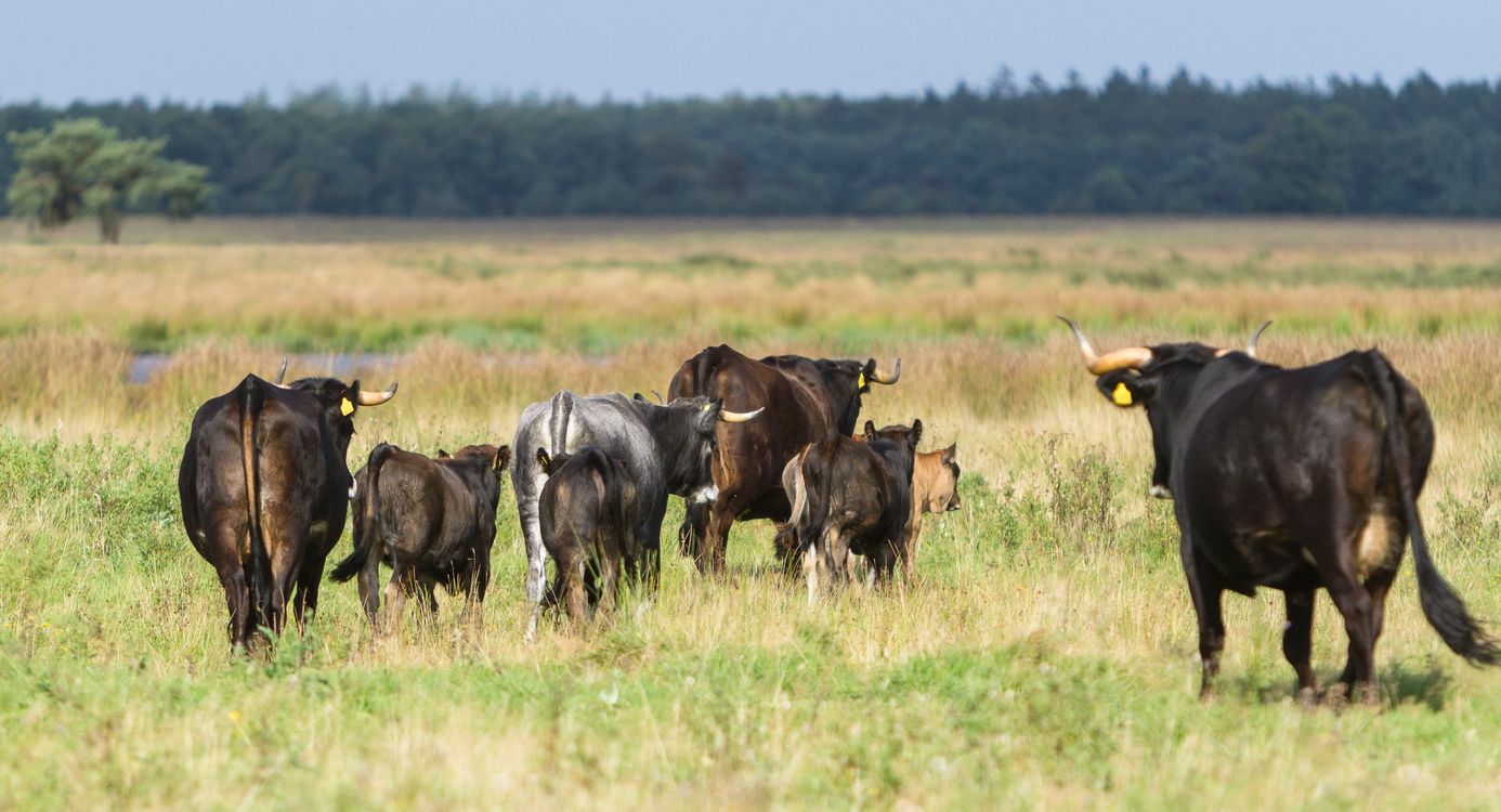 sociale kudde Sayaquesa