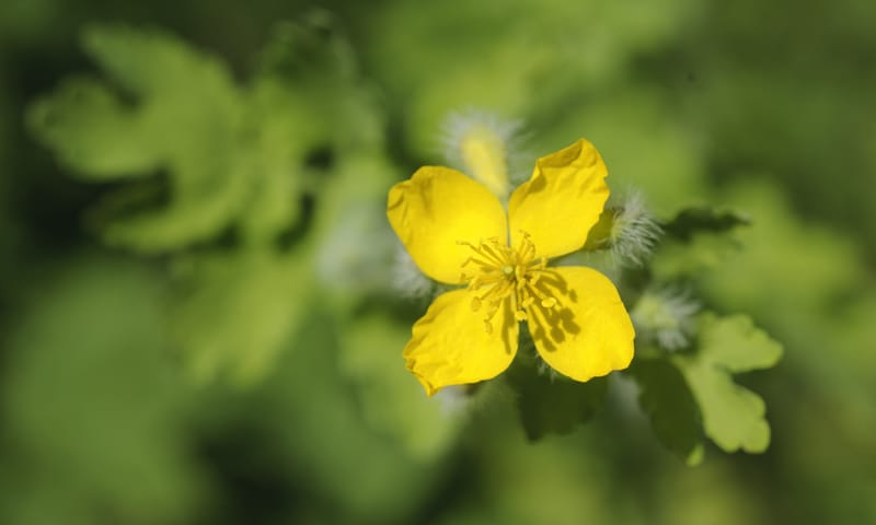 Stinkende gouwe in tuin