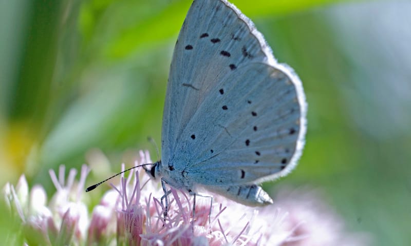 Boomblauwtje vlinder