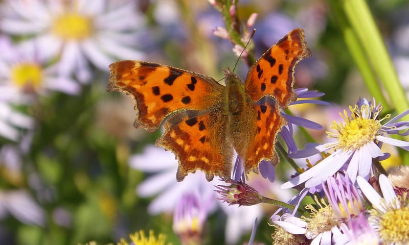 Gehakkelde aurelia vlinder