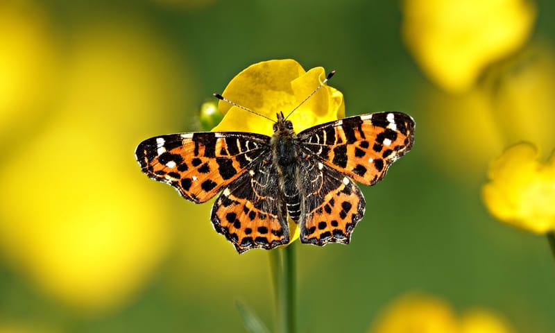 Landkaartje