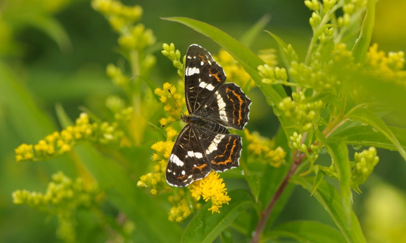 Landkaartje zomer vlinder